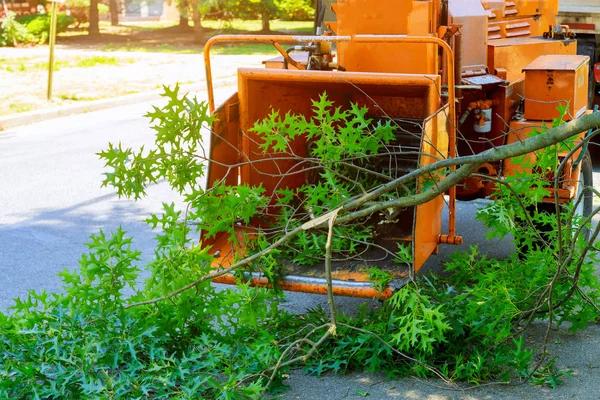 Tree Trimming Service Designed to Protect Your Home