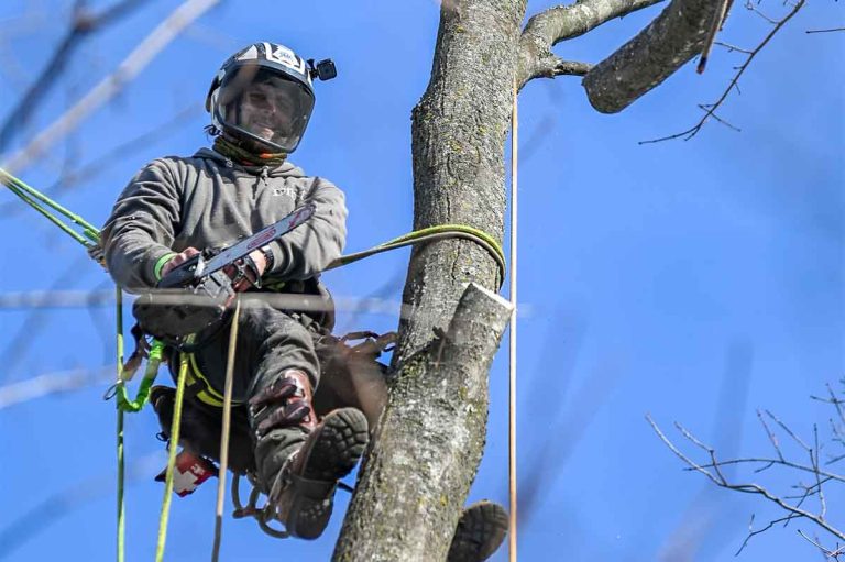 Fast and Reliable Tree Removal Service in Jackson MI Near You