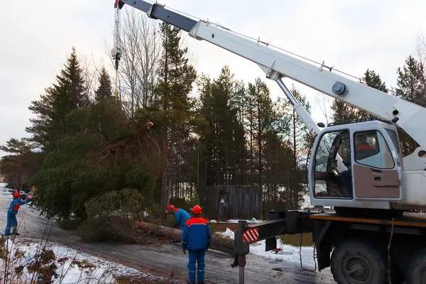 Affordable Tree Cutting Service Near You