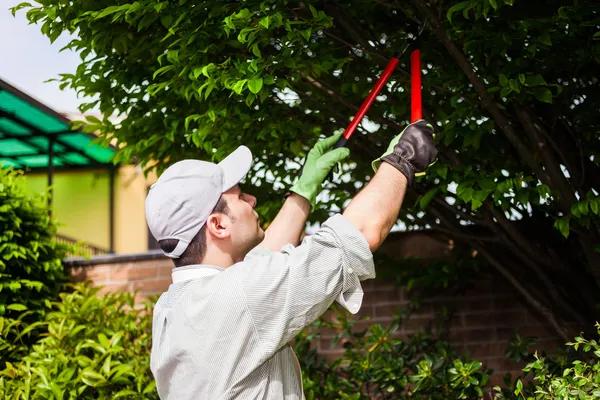 Tree Wise Men Complete Tree Care Solutions for Every Property